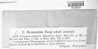 Puccinia sylvatica image